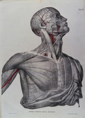 Head, neck, shoulder and chest of a male écorché, with arteries and blood vessels indicated in red. Coloured lithograph by J. Roux, 1822.