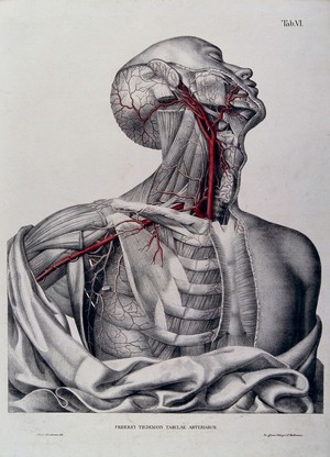 male throat anatomy