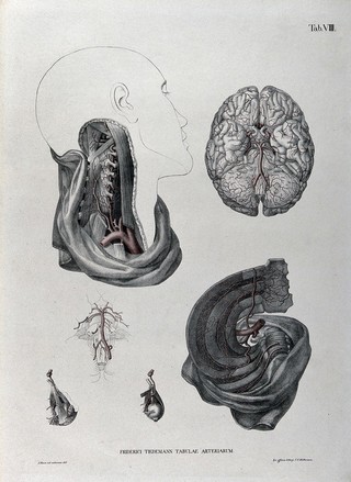Dissections of the neck, brain and thorax: six figures, with the arteries and blood vessels indicated in red. Coloured lithograph by J. Roux, 1822.