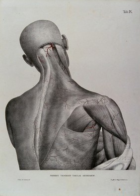 Head, shoulder and back of an écorché figure, seen from behind, with the arteries and blood vessels indicated in red. Coloured lithograph by J. Roux, 1822.