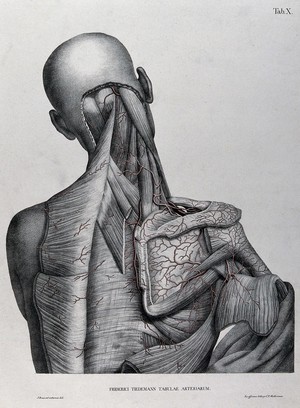 view Head, shoulder and back of an écorché figure, seen from behind, with the arteries and blood vessels indicated in red. Coloured lithograph by J. Roux, 1822.