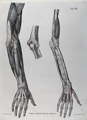 view Dissections of the arm, hand and elbow joint; three figures, with the blood vessels indicated in red. Coloured lithograph by J. Roux, 1822.