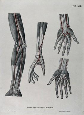 Dissections of the arm and hand; four figures, with the arteries and blood vessels indicated in red. Coloured lithograph by J. Roux, 1822.