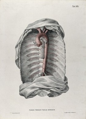 Dissection of the thorax, with the aortic arch, arteries and blood vessels indicated in red. Coloured lithograph by J. Roux, 1822.