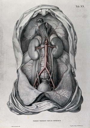view Dissection of the abdomen of a man, with the arteries and blood vessels indicated in red. Coloured lithograph by J. Roux, 1822.