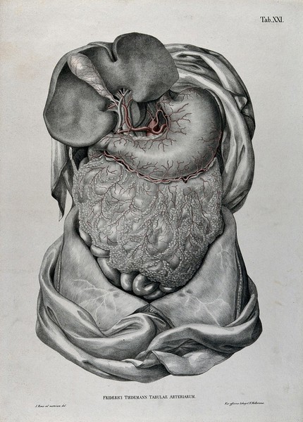 Dissection of the abdomen, showing the intestines, with the arteries and blood vessels indicated in red. Coloured lithograph by J. Roux, 1822.