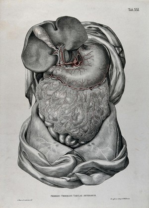 view Dissection of the abdomen, showing the intestines, with the arteries and blood vessels indicated in red. Coloured lithograph by J. Roux, 1822.