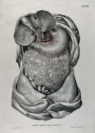 Dissection of the abdomen, showing the intestines, with the arteries and blood vessels indicated in red. Coloured lithograph by J. Roux, 1822.