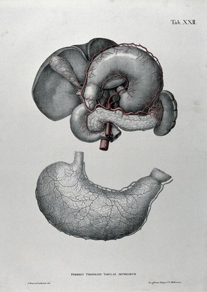 view Dissections of the stomach: two figures, with the arteries and blood vessels indicated in red. Coloured lithograph by J. Roux, 1822.