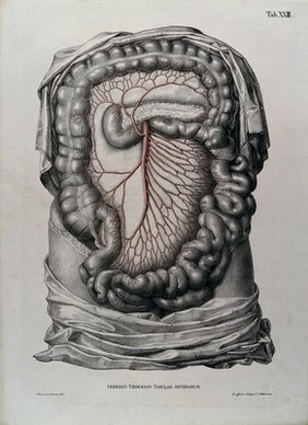 Dissection of the abdomen, showing the intestines and mesentery (?), with the arteries and blood vessels indicated in red. Coloured lithograph by J. Roux, 1822.