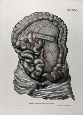 Dissection of the abdomen, showing the intestines, with the arteries and blood vessels indicated in red. Coloured lithograph by J. Roux, 1822.