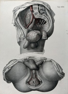 Dissections of the male anus and urogenital system: two figures, with the arteries and blood vessels indicated in red. Coloured lithograph by J. Roux, 1822.
