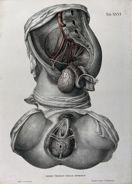 Dissections of the female anus and urogenital system: two figures, with the arteries and blood vessels indicated in red. Coloured lithograph by J. Roux, 1822.