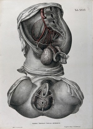 view Dissections of the female anus and urogenital system: two figures, with the arteries and blood vessels indicated in red. Coloured lithograph by J. Roux, 1822.