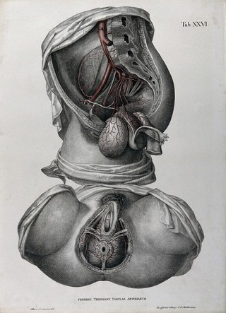 Dissections of the female anus and urogenital system: two figures, with the arteries and blood vessels indicated in red. Coloured lithograph by J. Roux, 1822.