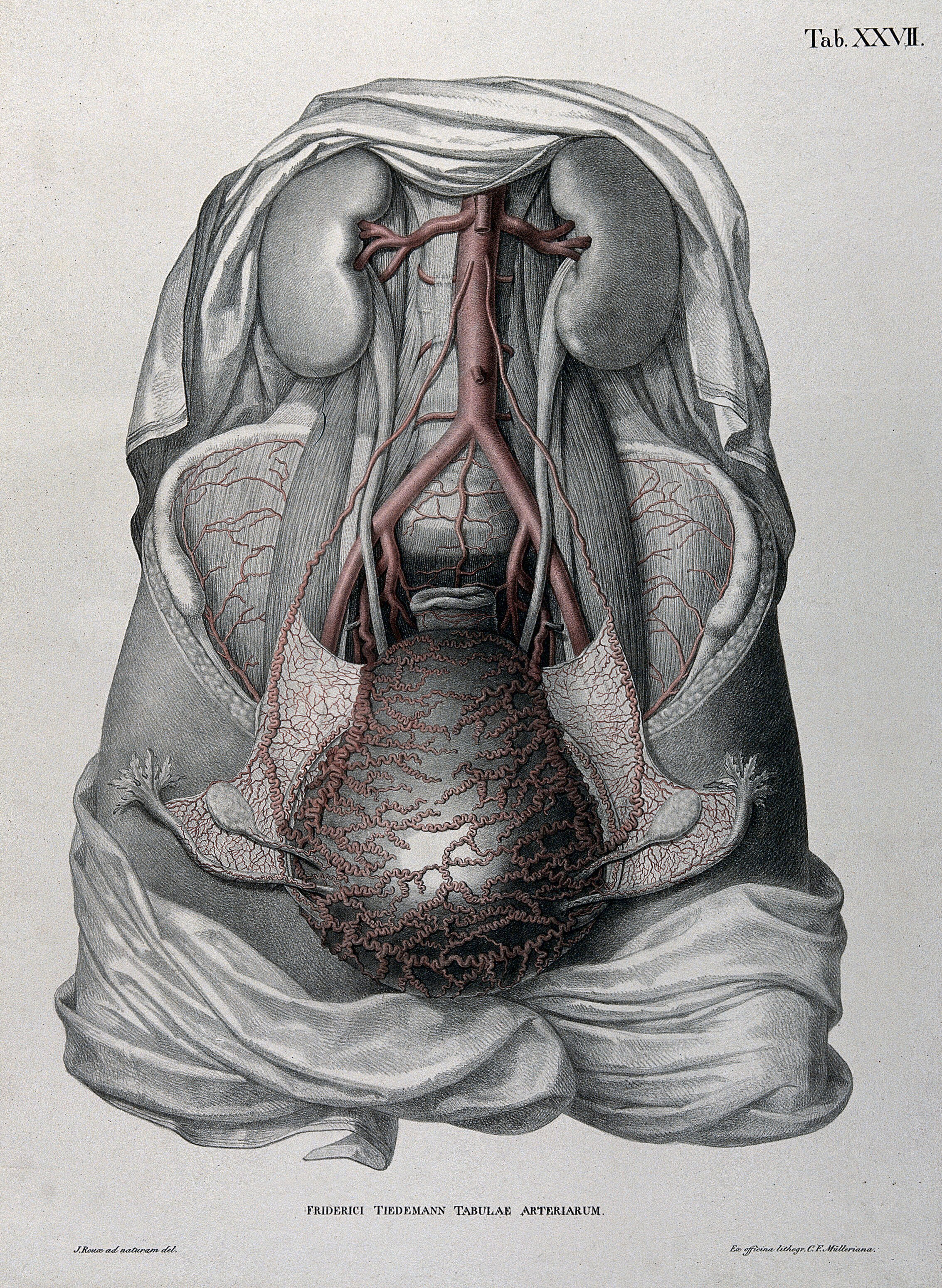 Dissection Of The Female Abdomen Showing The Kidneys Gravid Uterus Ovaries And Fallopian Tubes With The Arteries And Blood Vessels Indicated In Red Coloured Lithograph By J Roux 1822 Wellcome Collection Gravid uterus information including symptoms, causes, diseases, symptoms, treatments, and other medical and health issues. kidneys gravid uterus ovaries