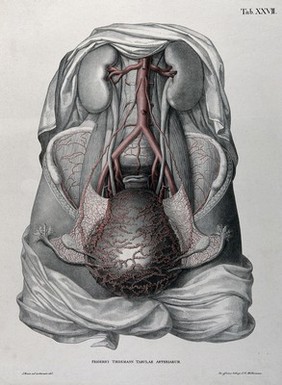 Dissection of the female abdomen, showing the kidneys, gravid (?) uterus, ovaries and fallopian tubes, with the arteries and blood vessels indicated in red. Coloured lithograph by J. Roux, 1822.