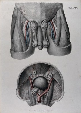 Dissections of the male genitals, upper thighs and pelvic region: two figures, with the arteries, blood vessels and veins indicated in red and blue. Coloured lithograph by J. Roux, 1822.