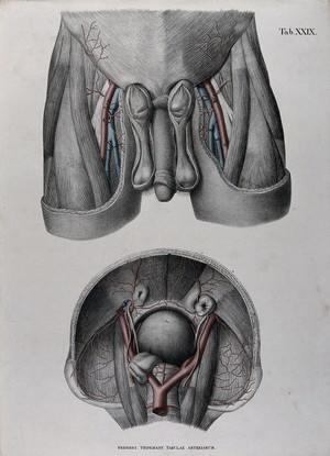 view Dissections of the male genitals, upper thighs and pelvic region: two figures, with the arteries, blood vessels and veins indicated in red and blue. Coloured lithograph by J. Roux, 1822.