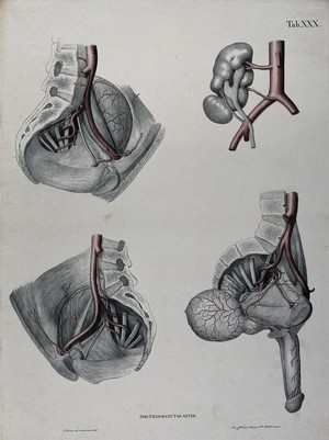 view Dissections of the male urogenital system and pelvic region: four figures, with the arteries and blood vessels indicated in red. Coloured lithograph by J. Roux, 1822.