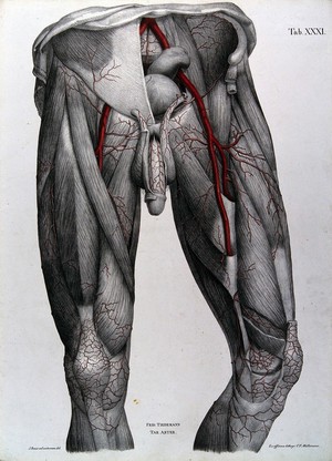 view Dissection of the male genitalia, lower abdomen and thighs, with the arteries and blood vessels indicated in red. Coloured lithograph by J. Roux, 1822.