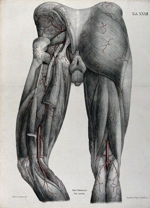 view Dissection of the thighs and buttocks of a man, with the arteries and blood vessels indicated in red. Coloured lithograph by J. Roux, 1822.