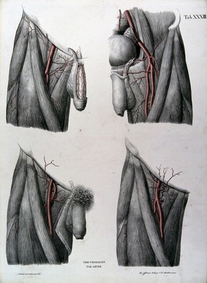 view Dissections of the male genitalia and upper thighs: four figures, with the arteries and blood vessels indicated in red. Coloured lithograph by J. Roux, 1822.