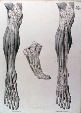 Dissections of the lower leg and the foot, front view: three figures, with the arteries and blood vessels indicated in red. Coloured lithograph by J. Roux, 1822.