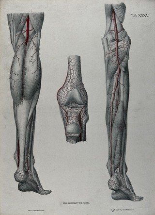 Dissections of the lower leg, knee joint and foot, back view: three figures, with the arteries and blood vessels indicated in red. Coloured lithograph by J. Roux, 1822.
