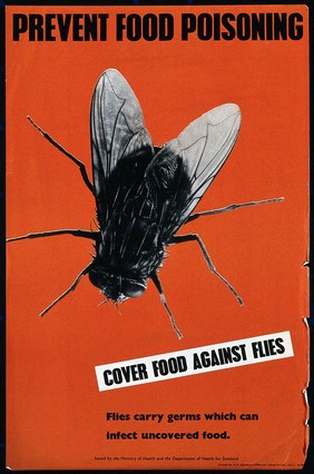 A fly; representing the danger of food poisoning through flies. Colour lithograph, 196-.