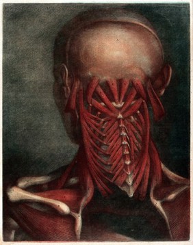 Head and neck of an écorché figure, seen from behind. Colour mezzotint by J.F. Gautier d'Agoty after J.-G. Duverney, ca. 1780.