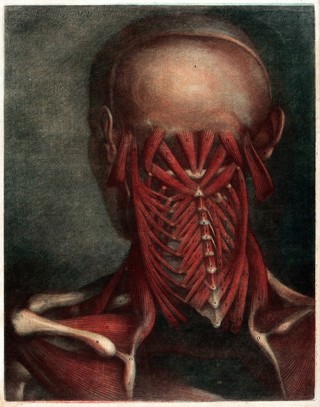 Head and neck of an écorché figure, seen from behind. Colour mezzotint by J.F. Gautier d'Agoty after J.-G. Duverney, ca. 1780.