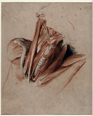 view Neck of an écorché figure. Chalk drawing by C. Landseer, ca. 1825.