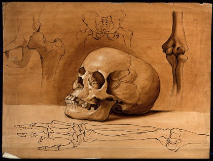 Skull, pelvic bones and bones of the arm. Drawing, ca. 1800.