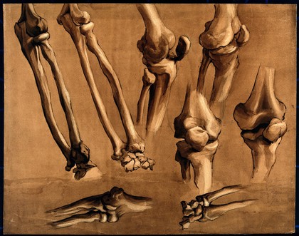 Bones of the leg and thigh. Drawing, ca. 1800.