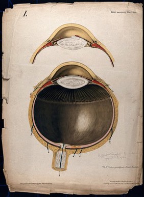 Section of the eye. Colour lithograph by F. Foedisch, 1875.