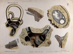 view Anatomical sections of the ear: organ of Corti. Colour lithograph by F. Foedisch, ca. 1875.