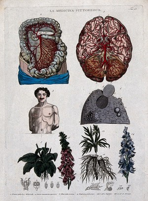 view Anatomy and botany: top left, arteries in thorax and abdomen; top right, superior section of the brain; centre left, lateral distortion owing to chronic pleurisy; centre right, part of the lung; bottom, foxglove and aconite. Coloured engraving, 1834-1837.