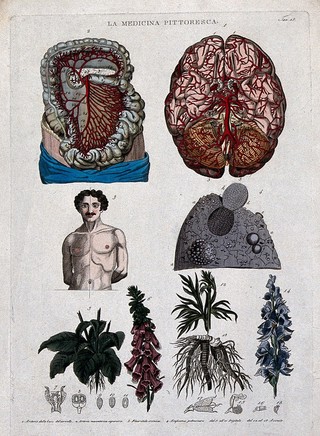 Anatomy and botany: top left, arteries in thorax and abdomen; top right, superior section of the brain; centre left, lateral distortion owing to chronic pleurisy; centre right, part of the lung; bottom, foxglove and aconite. Coloured engraving, 1834-1837.