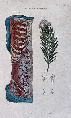 view Anatomy and botany; left, half section of human thorax showing arteries and ribs; right, laurel Coloured engraving, 1834-1837.