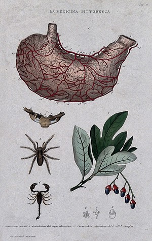 view Anatomy, medicine and botany; top to bottom, arteries of the stomach, sternum, tarantula, scorpion; bottom right, sassafras. Coloured engraving, 1834-1837.