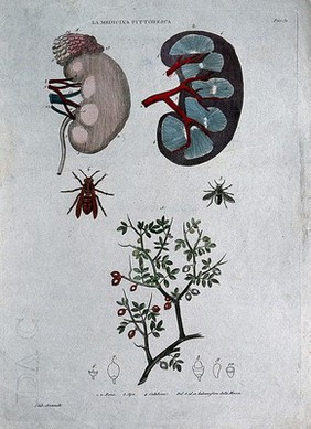 Anatomy, medicine and botany; top, kidneys; centre left, bee; centre right, hornet; bottom, Mecca balsam (Commiphora opobalsamum). Coloured engraving, 1834-1837.