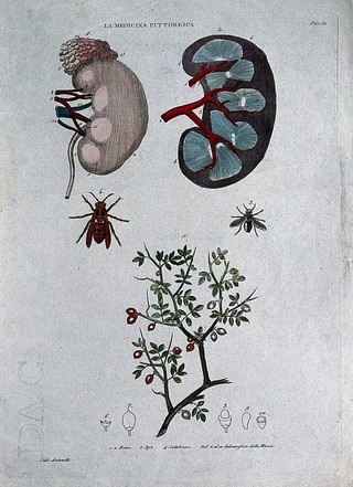 Anatomy, medicine and botany; top, kidneys; centre left, bee; centre right, hornet; bottom, Mecca balsam (Commiphora opobalsamum). Coloured engraving, 1834-1837.