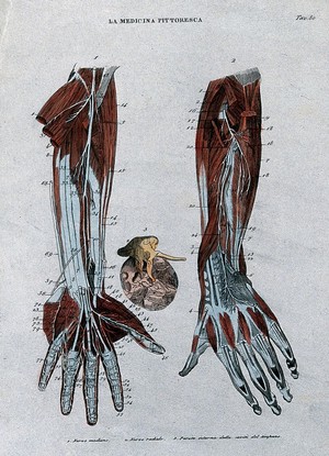 view Left, forearm showing nerves; centre, eardrum; right, forearm showing nerves. Coloured engraving, 1834-1837.