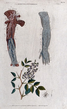 Top, two forearms showing nerves; bottom, copaiba plant. Coloured engraving, 1834-1837.