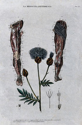 Top, nerves of the lower limb, anterior (left) and posterior (right) views; below, the plant centauria centaurium. Coloured engraving, 1834-1837.