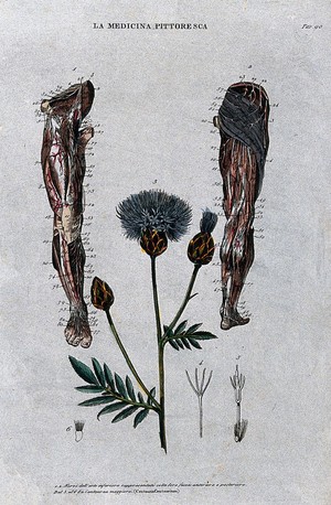 view Top, nerves of the lower limb, anterior (left) and posterior (right) views; below, the plant centauria centaurium. Coloured engraving, 1834-1837.