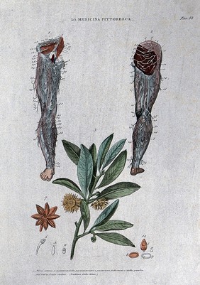 Top, nerves of the lower limb, anterior (left) and posterior (right) views; below, centre, the plant Illicium verum (Chinese star anise, badian). Coloured engraving, 1834-1837.