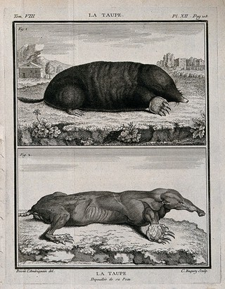 Top, a mole; bottom, an écorché mole. Engraving by J.C. Baquoy after Buvée l'Amériquain, 1760.