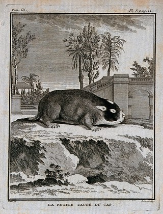 A mole; trees in the background. Engraving by L. Legrand after J. de Seve.